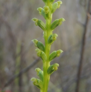 Microtis parviflora at Tennent, ACT - 9 Nov 2021