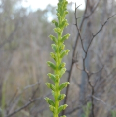 Microtis parviflora at Tennent, ACT - suppressed