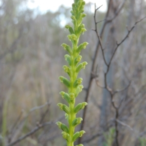 Microtis parviflora at Tennent, ACT - suppressed