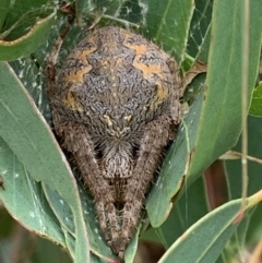 Hortophora biapicata (Orb-weaving Spider) at Nanima, NSW - 1 Mar 2022 by 81mv