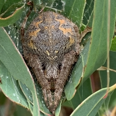 Hortophora biapicata (Orb-weaving Spider) at Nanima, NSW - 1 Mar 2022 by 81mv