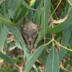 Hortophora biapicata at Nanima, NSW - 1 Mar 2022