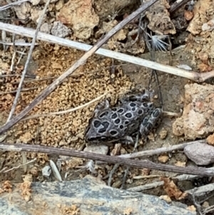 Limnodynastes tasmaniensis at Nanima, NSW - 1 Mar 2022