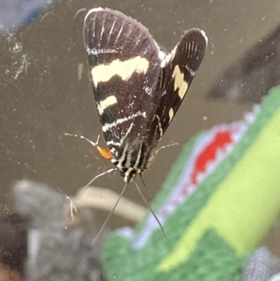 Phalaenoides glycinae (Grapevine Moth) at Theodore, ACT - 1 Mar 2022 by Cardy