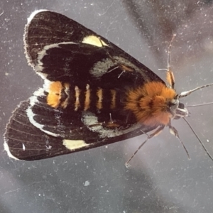 Phalaenoides glycinae at Theodore, ACT - 1 Mar 2022