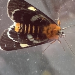 Phalaenoides glycinae at Theodore, ACT - 1 Mar 2022