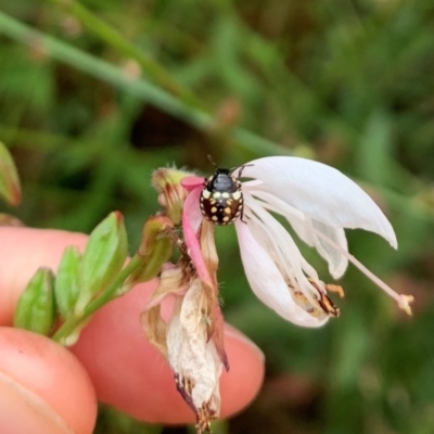 Pentatomidae (family) (Shield or Stink bug) at Karabar, NSW - 1 Mar 2022 by Eland