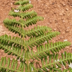 Hypolepis sp. (A Ground Fern) at Gundaroo, NSW - 1 Mar 2022 by Gunyijan