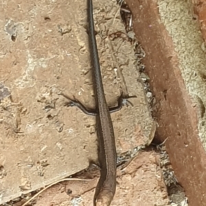 Lampropholis delicata at Turner, ACT - 1 Mar 2022 01:29 PM