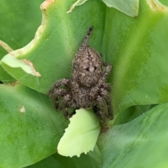 Sparassidae (family) at Karabar, NSW - 1 Mar 2022