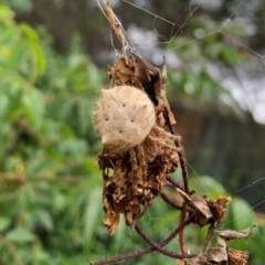 Araneinae (subfamily) (Orb weaver) at Karabar, NSW - 1 Mar 2022 by Eland