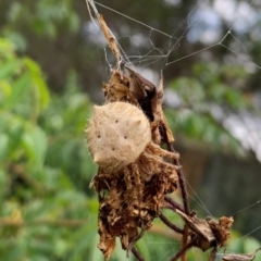 Araneinae (subfamily) at Karabar, NSW - 1 Mar 2022 01:34 PM