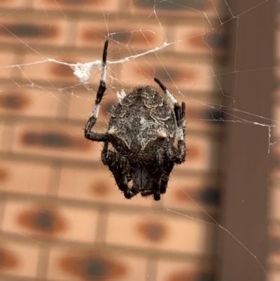 Backobourkia (genus) (An orb weaver) at Karabar, NSW - 1 Mar 2022 by Eland