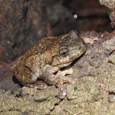 Litoria peronii (Peron's Tree Frog, Emerald Spotted Tree Frog) at Kambah, ACT - 28 Feb 2022 by HelenCross