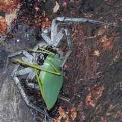 Torbia viridissima (Gum Leaf Katydid) at Kambah, ACT - 28 Feb 2022 by HelenCross