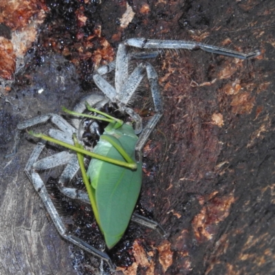 Torbia viridissima (Gum Leaf Katydid) at Kambah, ACT - 28 Feb 2022 by HelenCross