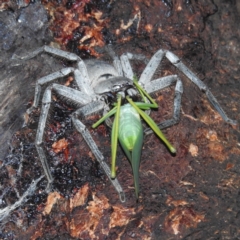 Torbia viridissima at Kambah, ACT - suppressed