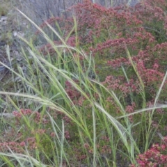 Vulpia sp. (A Squirreltail Fescue) at Tennent, ACT - 9 Nov 2021 by MichaelBedingfield