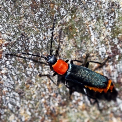 Chauliognathus tricolor (Tricolor soldier beetle) at O'Connor, ACT - 27 Feb 2022 by ibaird