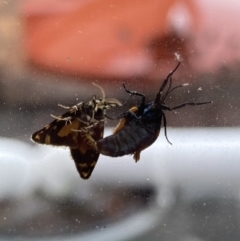 Cebysa leucotelus (Australian Bagmoth) at Wanniassa, ACT - 1 Mar 2022 by jksmits