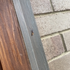 Cebysa leucotelus at Wanniassa, ACT - 1 Mar 2022