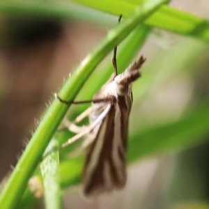 Hednota species near grammellus at O'Connor, ACT - 27 Feb 2022