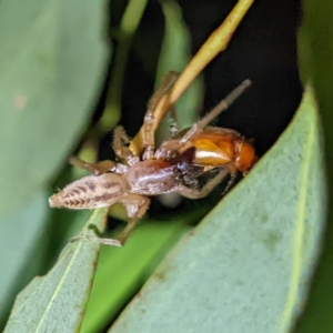 Clubiona sp. (genus) at Kambah, ACT - 28 Feb 2022