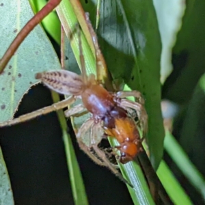 Clubiona sp. (genus) at Kambah, ACT - 28 Feb 2022