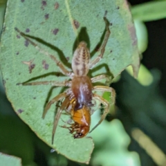 Clubiona sp. (genus) at Kambah, ACT - 28 Feb 2022