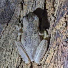 Litoria peronii at Kambah, ACT - 28 Feb 2022