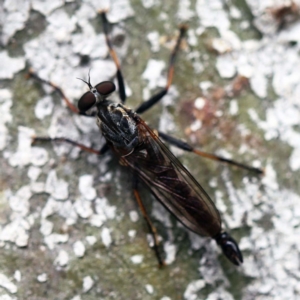 Cerdistus sp. (genus) at O'Connor, ACT - 27 Feb 2022