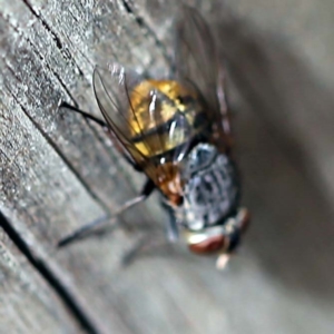 Calliphora stygia at O'Connor, ACT - 27 Feb 2022