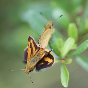 Ocybadistes walkeri at O'Connor, ACT - 27 Feb 2022