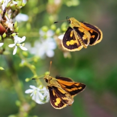 Ocybadistes walkeri at O'Connor, ACT - 27 Feb 2022