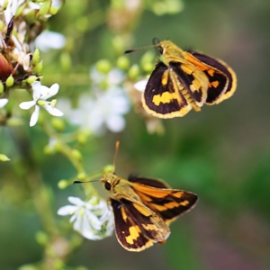 Ocybadistes walkeri at O'Connor, ACT - 27 Feb 2022