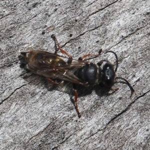 Sphecidae or Crabronidae (families) at O'Connor, ACT - 27 Feb 2022 11:54 AM