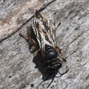 Sphecidae or Crabronidae (families) at O'Connor, ACT - 27 Feb 2022