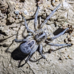 Tasmanicosa sp. (genus) (Unidentified Tasmanicosa wolf spider) at Kambah, ACT - 28 Feb 2022 by HelenCross