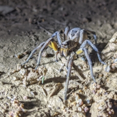 Tasmanicosa sp. (genus) at Kambah, ACT - 28 Feb 2022