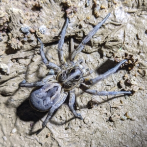 Tasmanicosa sp. (genus) at Kambah, ACT - 28 Feb 2022