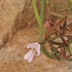 Grona varians at Gundaroo, NSW - 1 Mar 2022