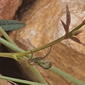 Grona varians at Gundaroo, NSW - 1 Mar 2022