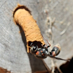 Euodynerus sp. (genus) (Mason Wasp) at Sullivans Creek, O'Connor - 27 Feb 2022 by ibaird