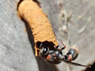 Euodynerus sp. (genus) (Mason Wasp) at O'Connor, ACT - 27 Feb 2022 by ibaird