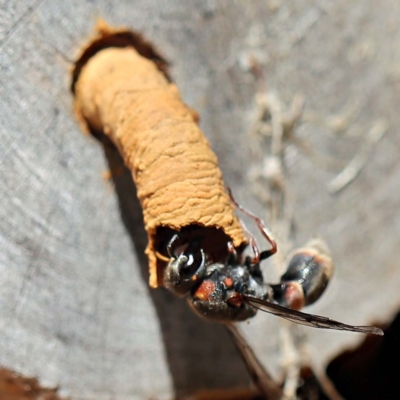 Euodynerus sp. (genus) (Mason Wasp) at Sullivans Creek, O'Connor - 27 Feb 2022 by ibaird