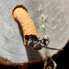 Euodynerus sp. (genus) at O'Connor, ACT - 27 Feb 2022