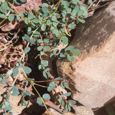 Euphorbia dallachyana (Mat Spurge, Caustic Weed) at Gundaroo, NSW - 1 Mar 2022 by Gunyijan