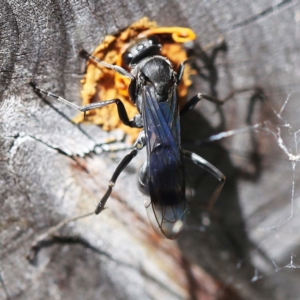 Fabriogenia sp. (genus) at O'Connor, ACT - 27 Feb 2022