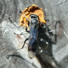 Fabriogenia sp. (genus) at O'Connor, ACT - 27 Feb 2022 11:51 AM