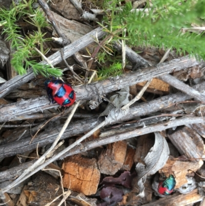 Choerocoris paganus (Ground shield bug) at Cotter River, ACT - 22 Feb 2022 by ThomasMungoven